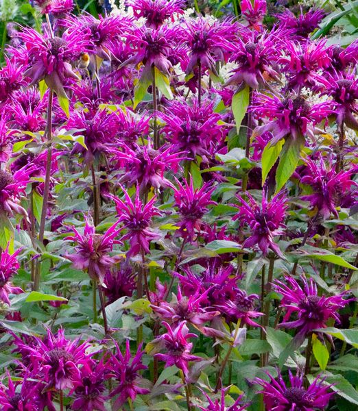 Monarda 'Scorpion'